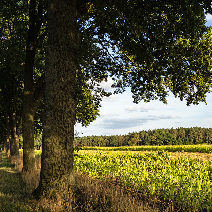 An oak avenue forms the end of a cornfield at the edge of a forest in Kirchlinteln, Germany.