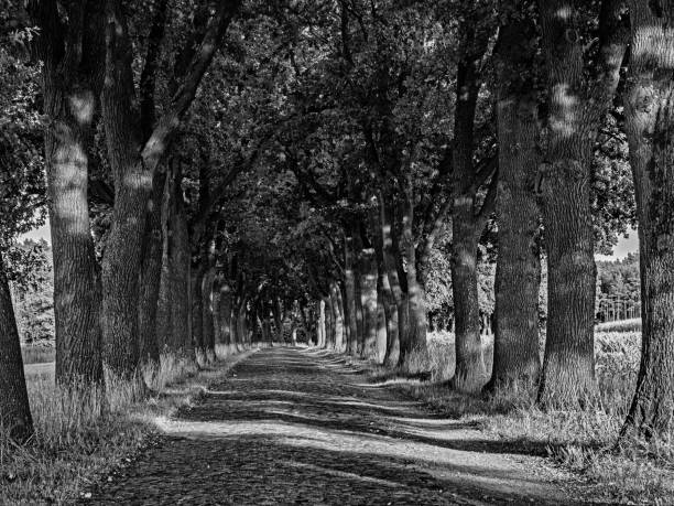 Black and white image of a historical avenue of English oaks in Kirchlinteln, Germany stock photo