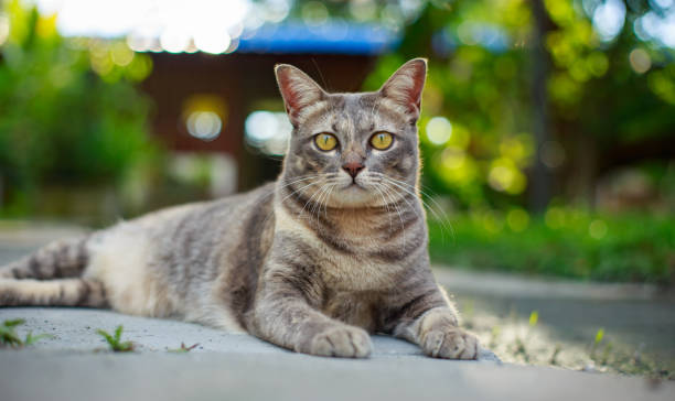 istock cute cat in green nature looking at camera 1432284870