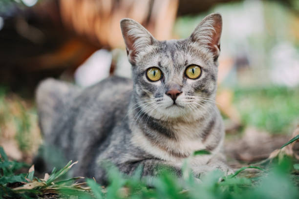 istock cute cat in green nature looking at camera 1432284930