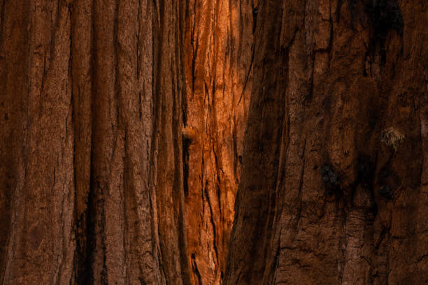 Warm Morning Light and Burn Marks On Layers of Sequoia Tree Bark in Yosemite National Park