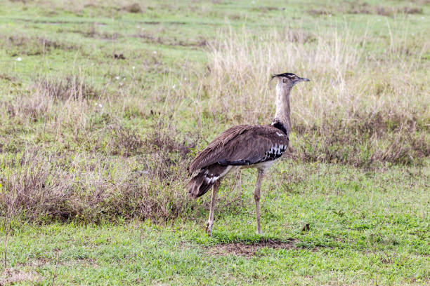 Birds. Serengeti. Tanzania