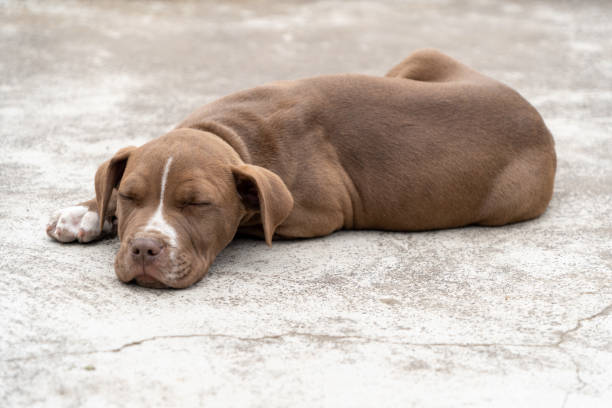 istock American pit bull terrier puppy 1432288940