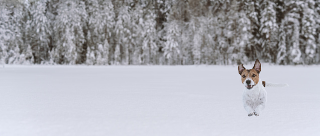 An Australian Shepherd shooting through the Snow. Nikon D800e. Converted from RAW.