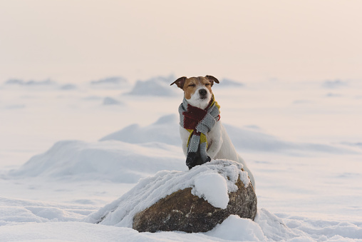 Happy Jack Russell Terrier in winter