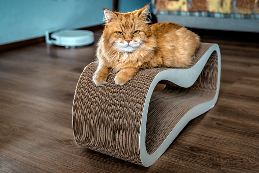 Gato rojo en tabla de rascar para gatos hecha de papel de cartón photo