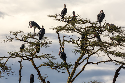 Birds. Serengeti. Tanzania