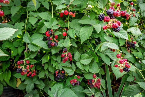 istock Sweet blackberries ripen on the bush 1432290999
