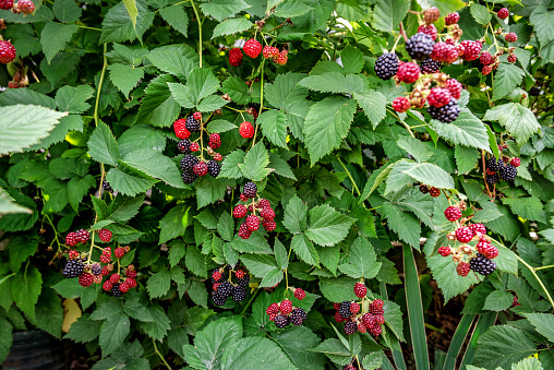 A blackberry bush with many unripe red berries in the landscape of Skåne, Sweden.