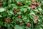 Sweet blackberries ripen on the bush