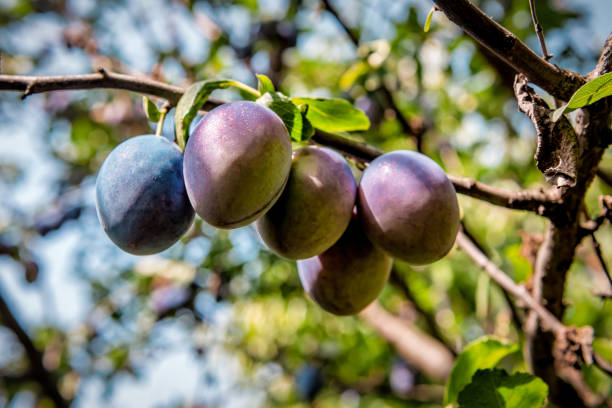 Juicy organic plums on the twig in the orchard