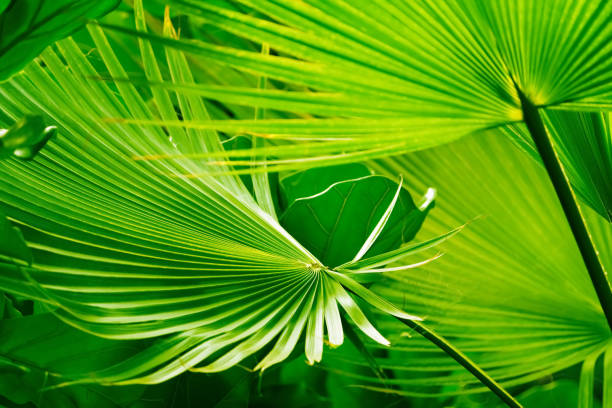 primer plano de hermosas hojas de palma verde al sol, fondo de pantalla de fondo de vegetación tropical - palm leaf leaf palm tree frond fotografías e imágenes de stock