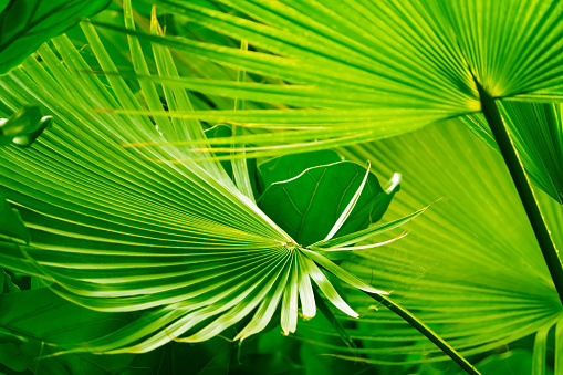 close-up of beautiful green palm leaves in sunshine, tropical vegetation background wallpaper