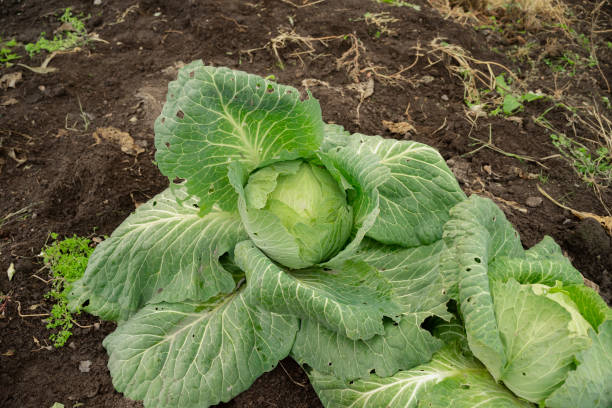 istock fresh harvest, green cabbage growing on the farm 1432292876