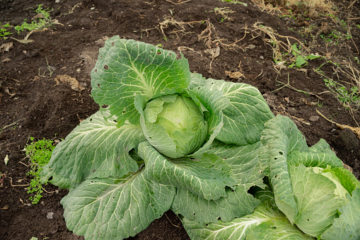 fresh harvest, green cabbage growing on the farm