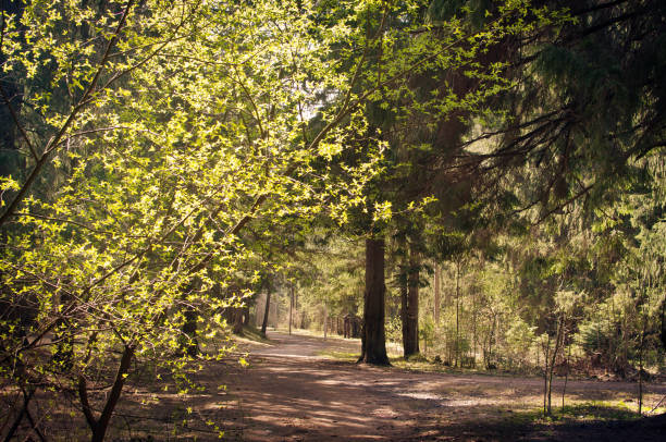tourist forest trail on a clear sunny day