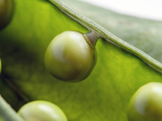 beautiful macro photo of delicious peas in a pod - green pea pea pod salad legume imagens e fotografias de stock