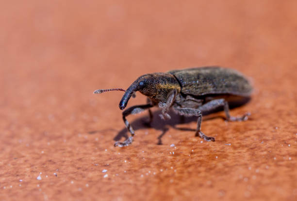 macro photo of a small weevil beetle macro photo of a small weevil beetle on a brown tile rice weevils sitophilus oryzae stock pictures, royalty-free photos & images