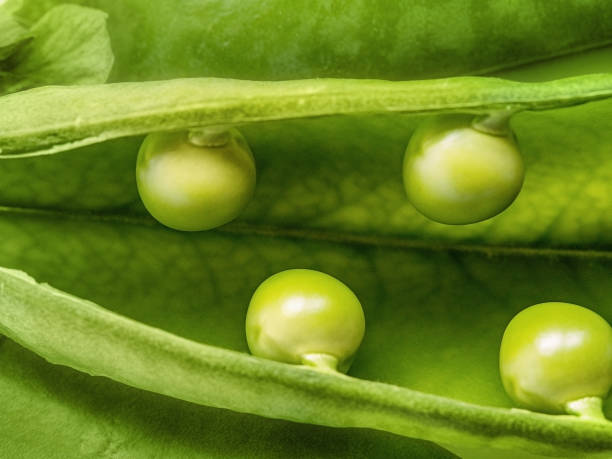 beautiful close up macro photo of delicious peas in a pod - green pea pea pod salad legume imagens e fotografias de stock