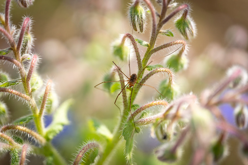 Borage with a long legged spider.