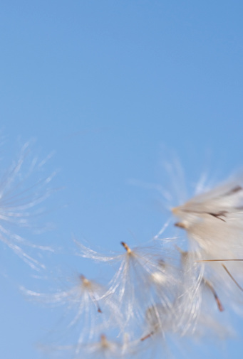 Dandelion seeds against a clear blue summer sky.