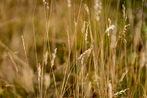 Dry grass background.