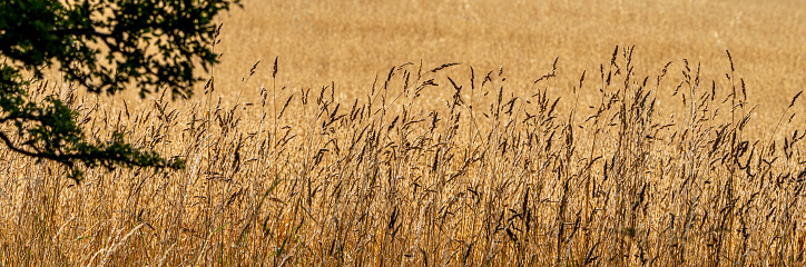 Dry grass background.
