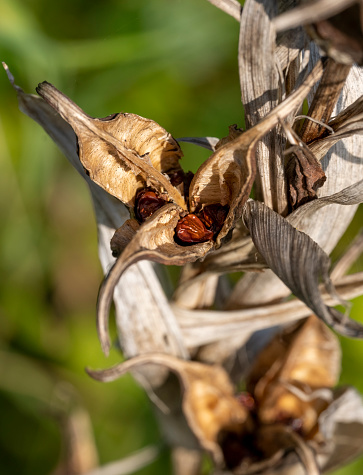 Dried seed head of an Iris flower