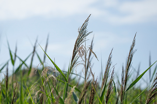 Typha herbaceous plant. Green reeds in the swamp