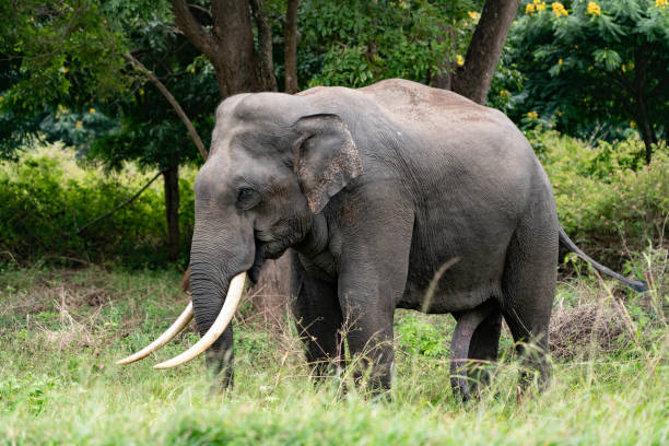 Wild Indian Tusker Elephant Wild Indian Tusker Elephant at the Mudumalai Sanctuary india animal penis stock pictures, royalty-free photos & images