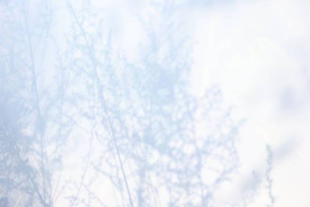 Abstract natural tree leaves shadow on white wall background
