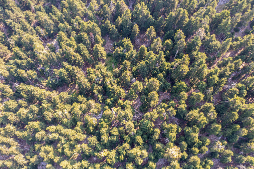 Fir forest background aerial drone view. Coniferous trees woods on Parnassos mountain Boeotia, Greece