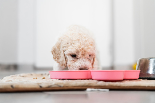 Cute Lagotto Romagnolo  puppy eating