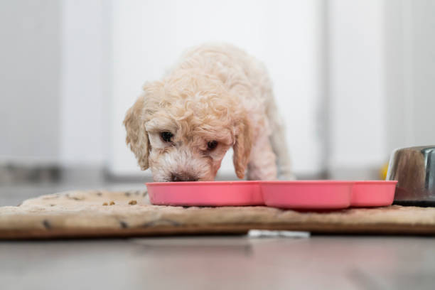 Cute Lagotto Romagnolo  puppy eating