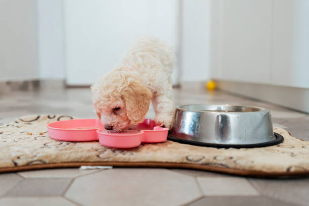 istock Cute Lagotto Romagnolo  puppy eating 1432298609