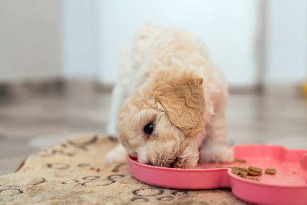 istock Cute Lagotto Romagnolo  puppy eating 1432298611