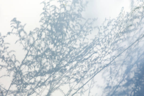 Abstract natural tree leaves shadow on white wall background