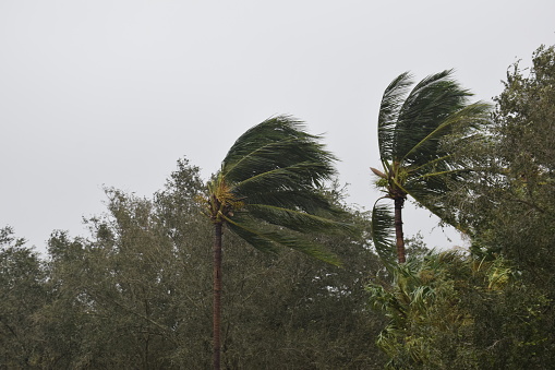 Waving palm trees in windy tropical storm in Florida