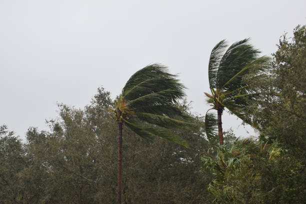 hurricane ian palms blowing - hurricane ivan stok fotoğraflar ve resimler