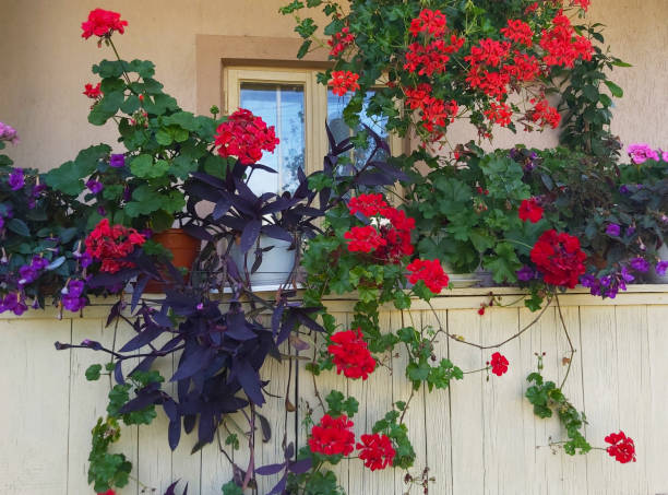 Flowers in front of the window.