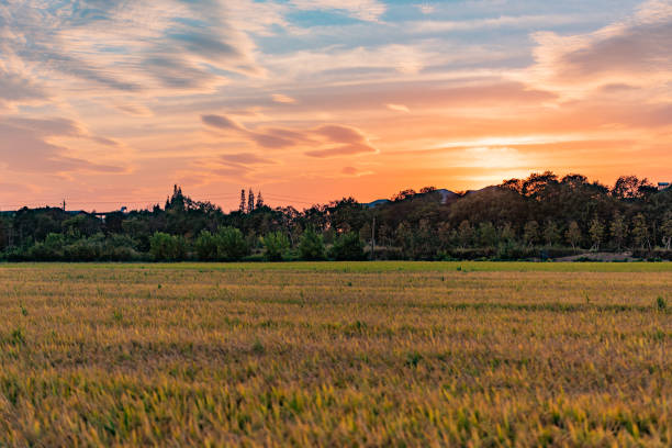 Beautiful sunset golden rice field