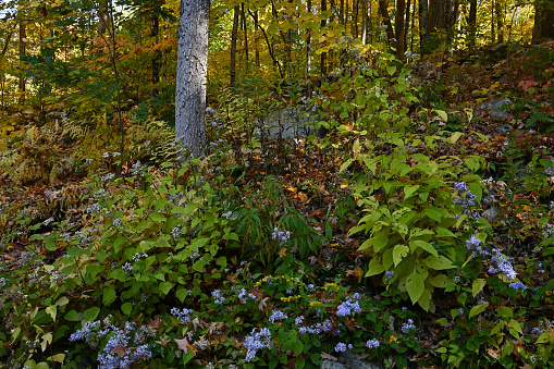 Intimate New England fall landscape with blooming asters in the foreground. Taken in rural Washington, Connecticut.