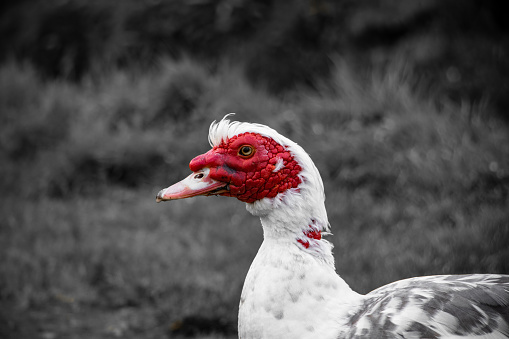 Wildlife in Portugal