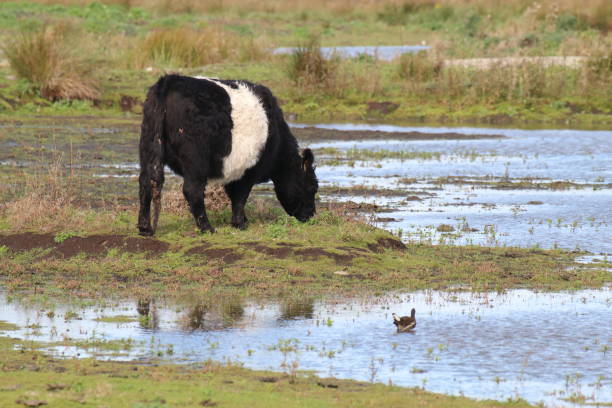 belted galloway su un campo in una riserva naturale - galloway foto e immagini stock