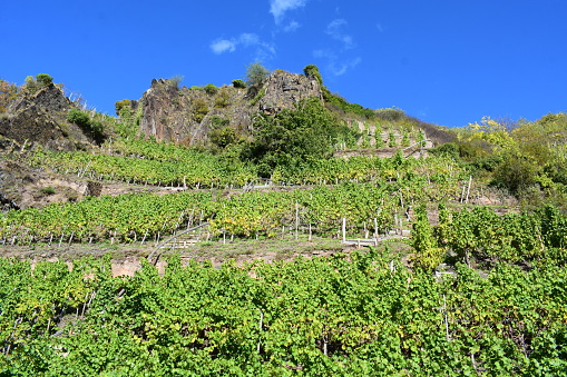 steep vineyards