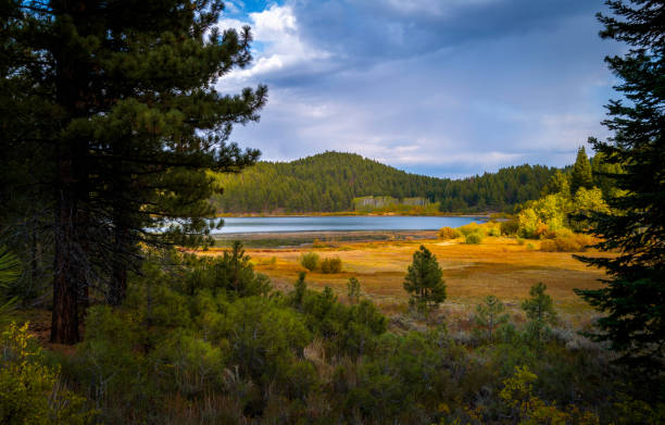 istock Autumn foliage and golden meadows in the pine tree forest 1432305321