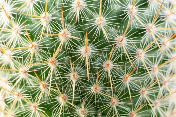 istock Thorns of macro cactus,Thorns texture background. Thorn cactus, close-up 1432307063