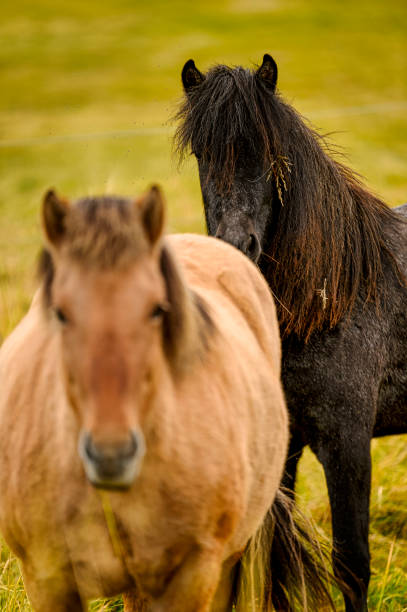 istock horse in a field 1432307218