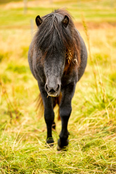 black little horses pony, with empty spaces