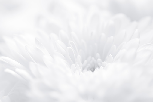 Macro white flower backdrop,beautiful white flowers background, close up white flower petals